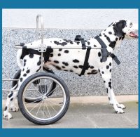 Hund mit Rollwagen