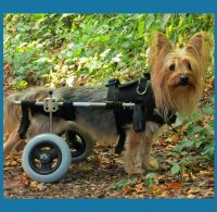 Hund mit Rollwagen