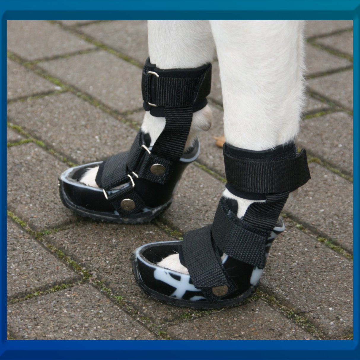 Orthesenversorgung am Hund