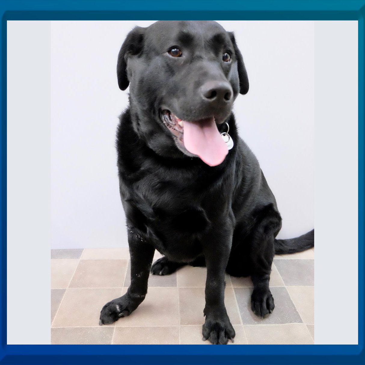 Fallbeispiel Karpalgelenk Hund