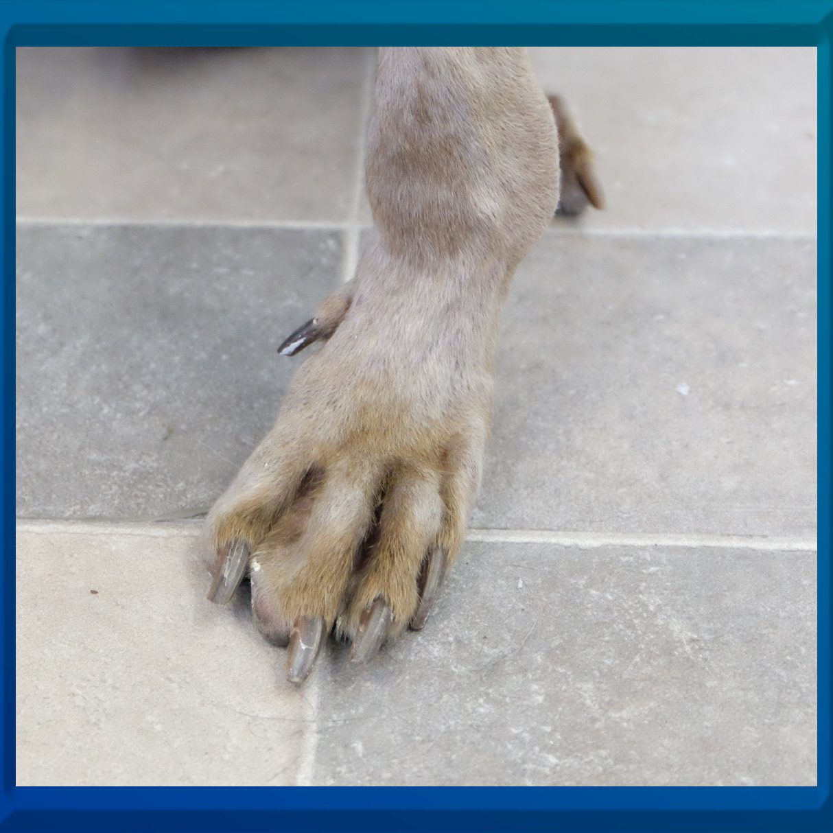 Fallbeispiel Karpalgelenk Hund