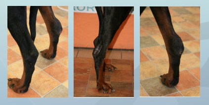 Dobermann Schaubild Pfaff TO