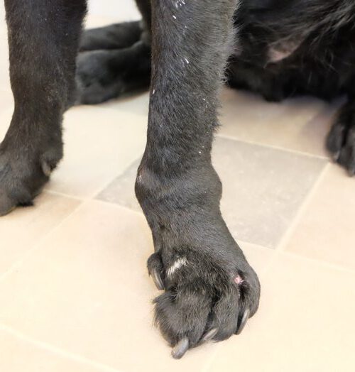 Fehlstellung Hund