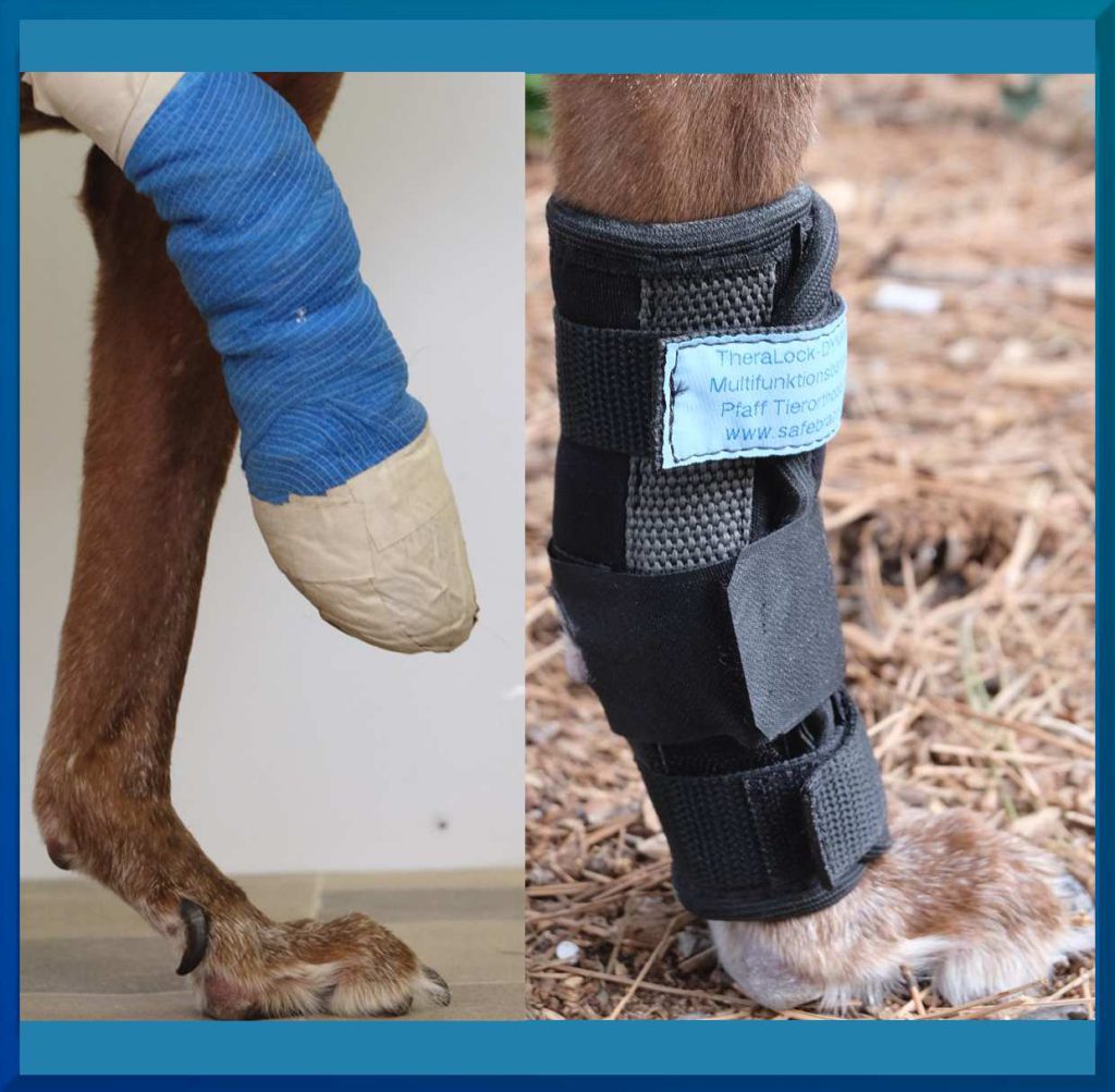 Durchtritt beim Hund