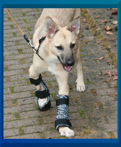 Hund mit Längenausgleich
