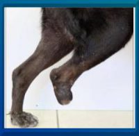 Amputation beim Hund