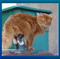 Katze auf dem heißen Blechdach