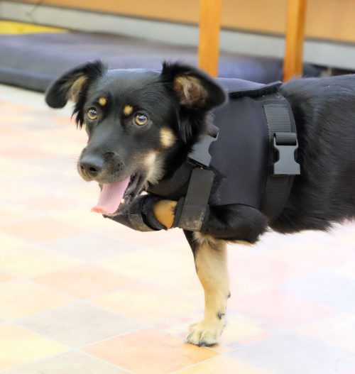 Schulterweste für Hunde