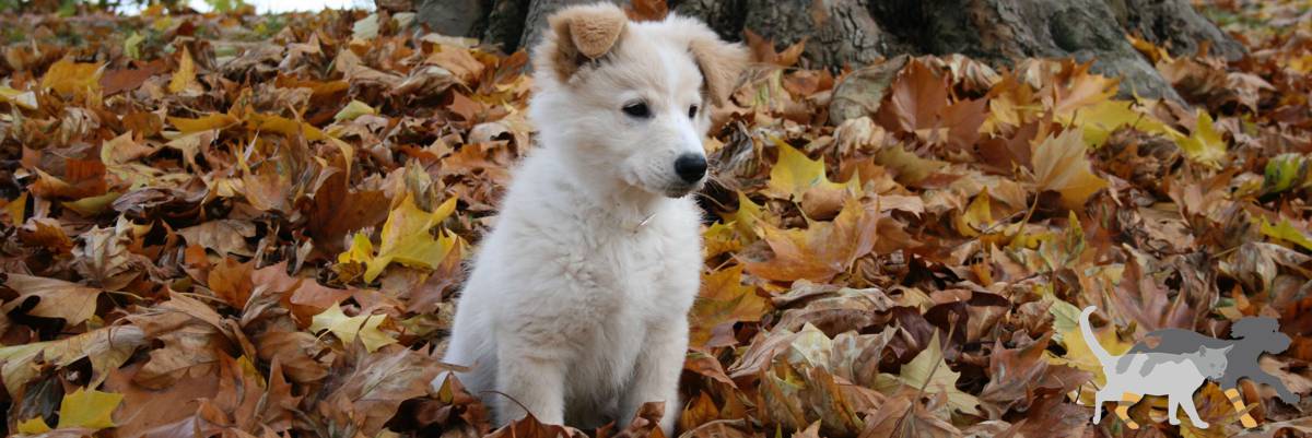 Katie Pfaff als Welpe