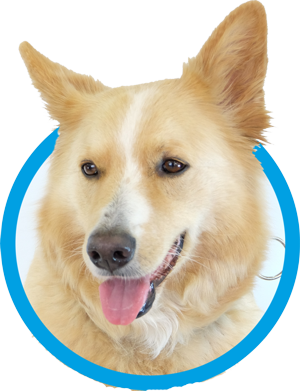 Emblembild Katie Pfaff von Tom Berger