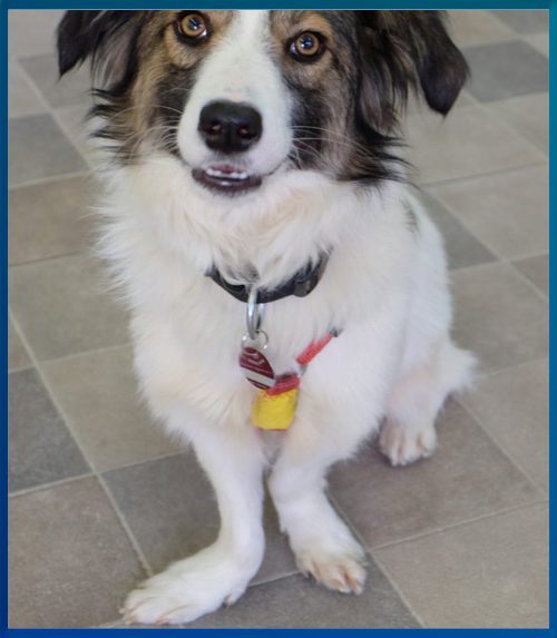Hund mit Vorderlauforthesen