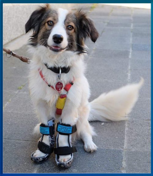 Hund mit Vorderlauforthesen