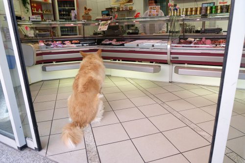 Hund Katie in Metzgerei