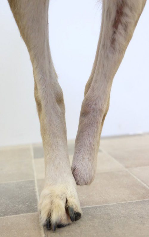 Amputation am Hinterlauf Hund