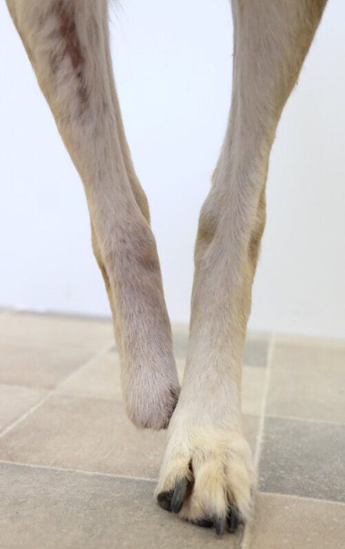 Amputation am Hinterlauf Hund