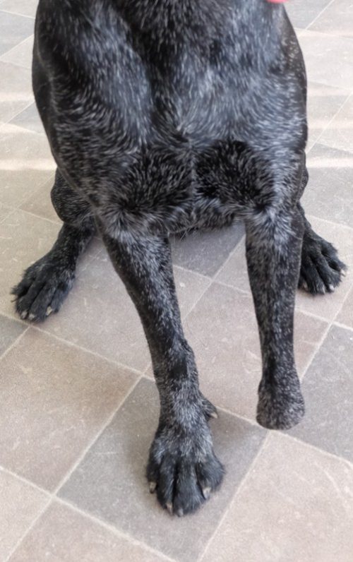 Amputation Vorderlauf am Jagdhund