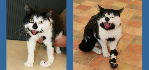 Radialis Parese bei Katze