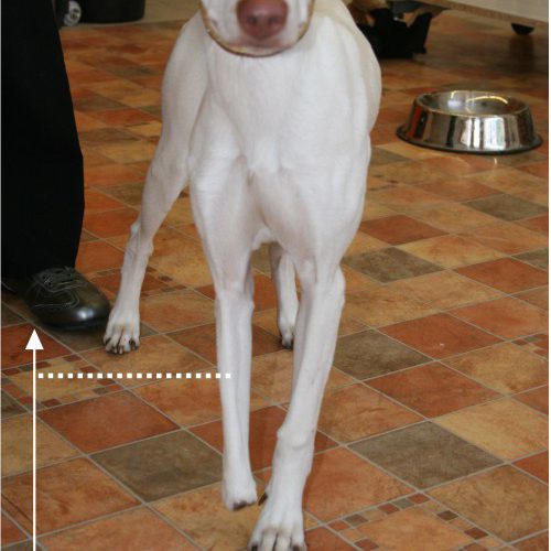 Amputationshöhe Hund