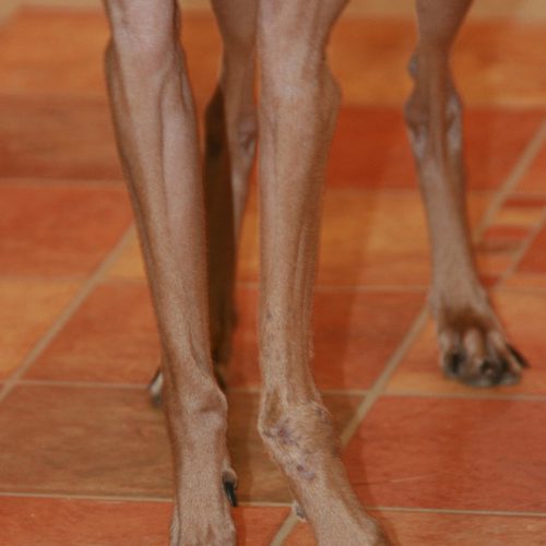 Galgo-typische Instabilitaet