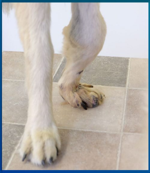 Fehlstellung beim Hund