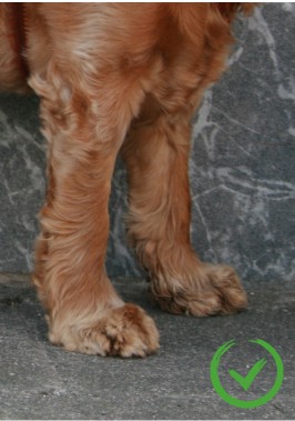 Durchtrittigkeit Level