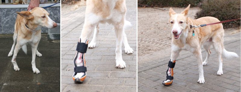 Hund Matea mit Orthese