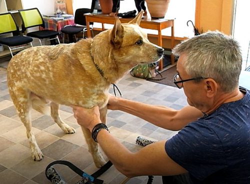 Dieter Pfaff mit Hund