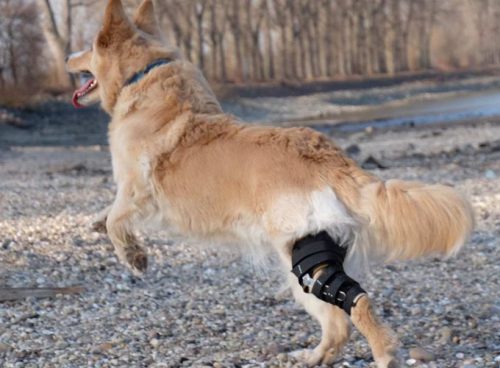 Hund Katie mit Knieschiene