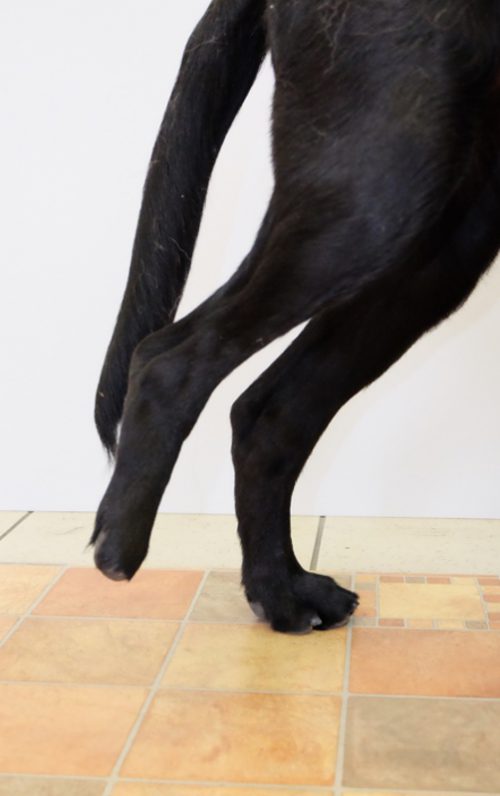 Hund Amputation hinten