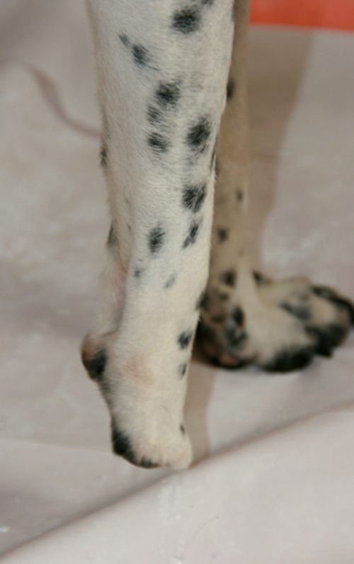 Hund Amputation vorne