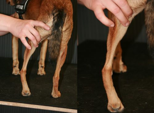 Bild eines Seitenbandabrisses am Hund