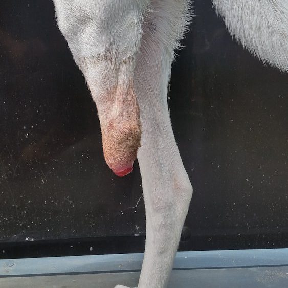 Amputationsbild Hund