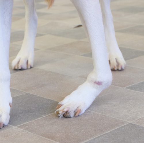Beispiel Hund Instabilität