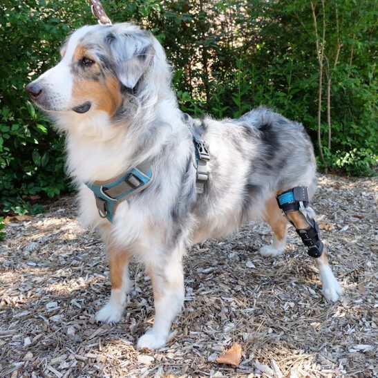Knieschiene Hund