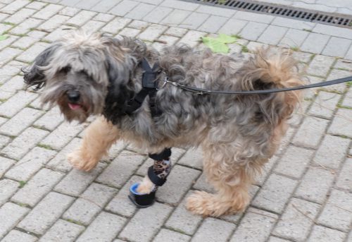 Laengenausgleich Hund