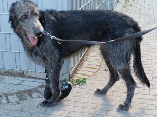 Versorgung Hund