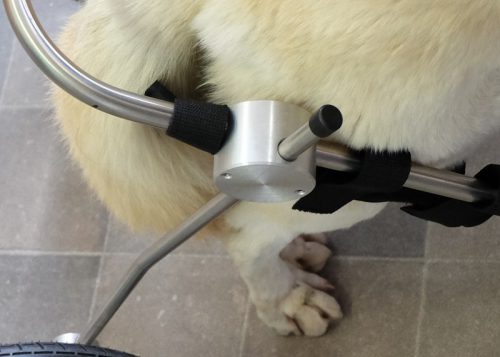 Rollwagenanpassung Hund