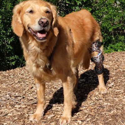 Orthesenversorgung Hund