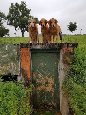 Kundenfoto_Pfaff Tierorthopädie