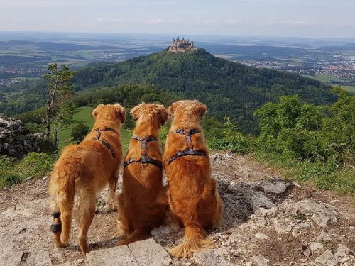 Kundenfoto_Pfaff Tierorthopädie