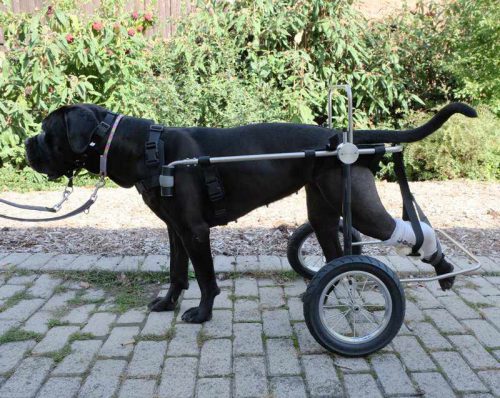 Hund mit Rollwagen