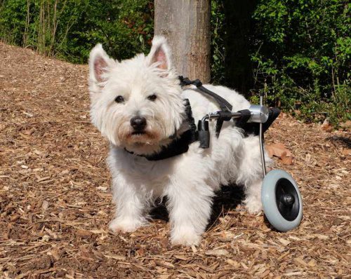 Hund mit Rollwagen