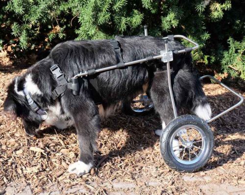 Hund mit Rollwagen