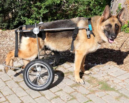 Hund mit Rollwagen