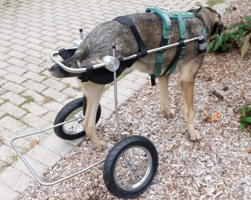 Hund mit Rollwagen