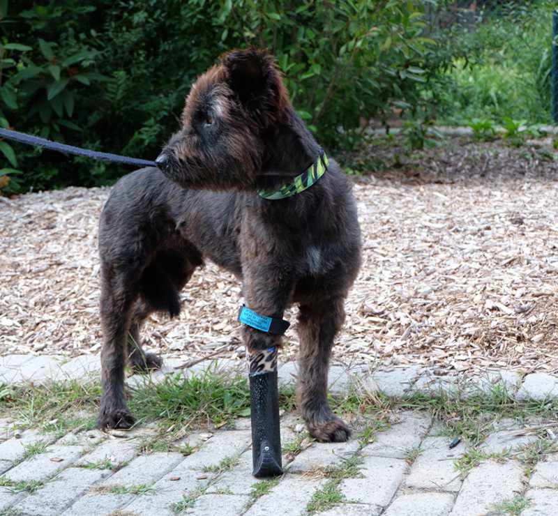 Hund mit Prothese vorne