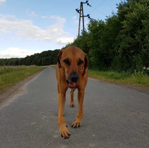 Instabilität Hund