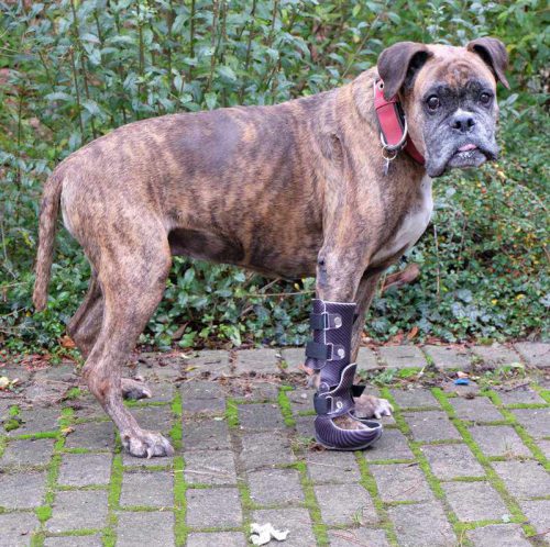 Orthesenversorgung Hund