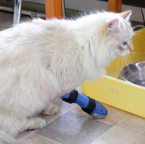 Orthesenversorgung Katze