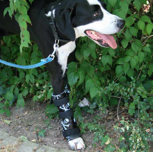 Versorgungsbeispiel Hund